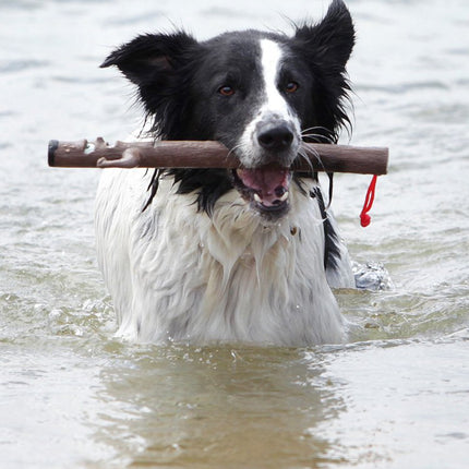 DOOG - The Stick Family (WOODY) - Dog Throw Stick