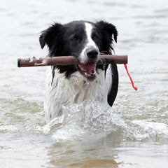 Collection image for: Dog Throw Stick