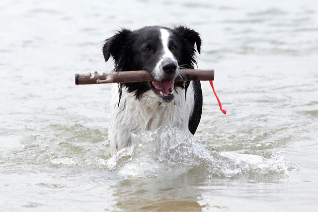 Dog Throw Stick