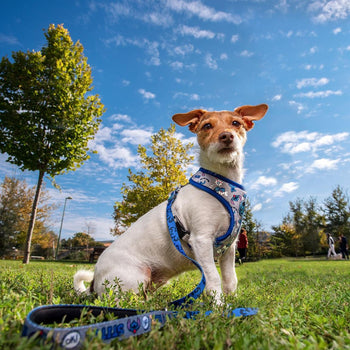 Dog Harness