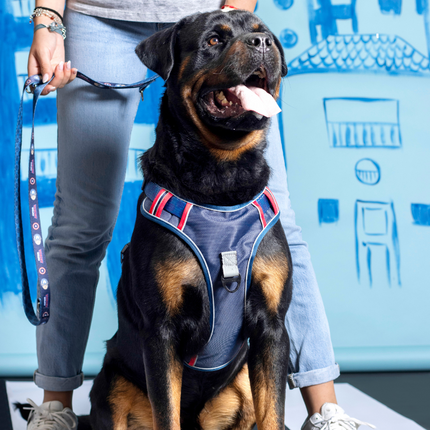 Captain America (Marvel) Harness for Dogs