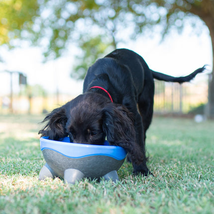 UFO Dog Bowl - Kiwi Walker