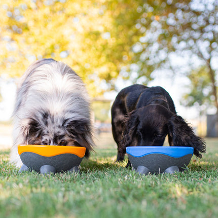 UFO Dog Bowl - Kiwi Walker