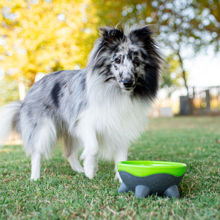 UFO Dog Bowl - Kiwi Walker