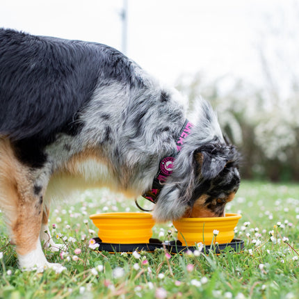 Dog Double Travel Bowl - Slowfeeder - KIWI Walker