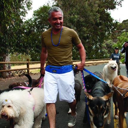 DOOG Walkie Belts