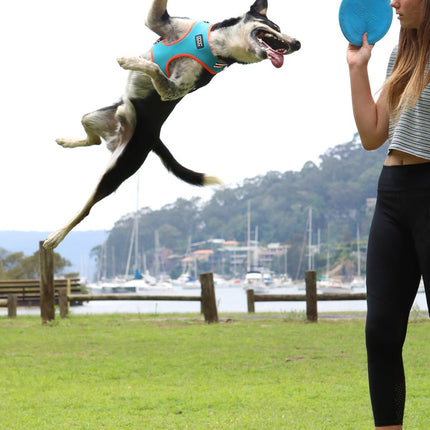 Dog Harness Neon - DOOG